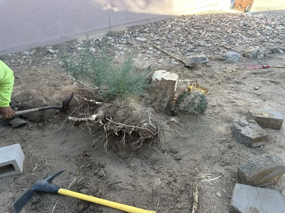 Affordable yard cleanup service in Tucson, AZ - Groom & Bloom
