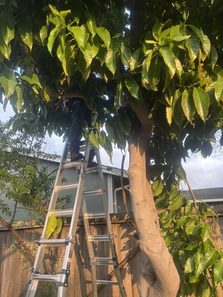 Top-rated outdoor landscaping experts serving Oakland, CA - Grooting your Garden Landscaping