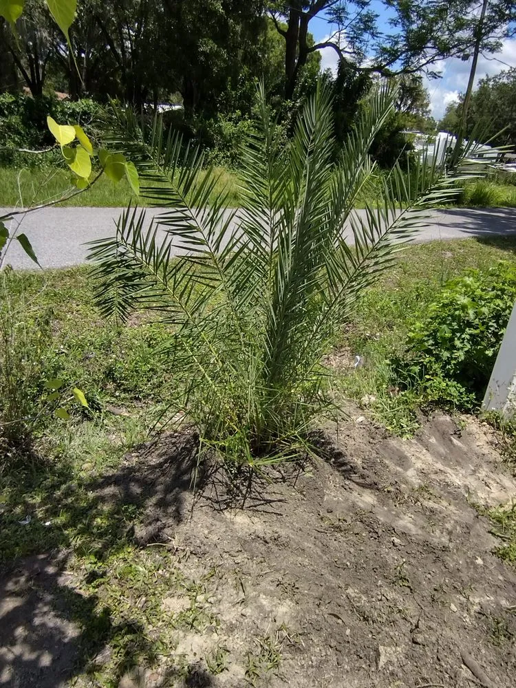 Expert lawn care service in Tampa, FL - GROOVIE TREE AND LANDSCAPING SERVICES