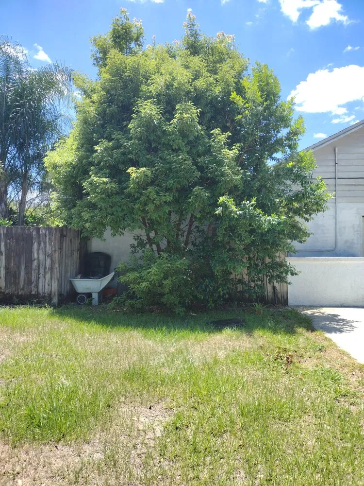 Professional landscape installation in Tampa, FL by GROOVIE TREE AND LANDSCAPING SERVICES