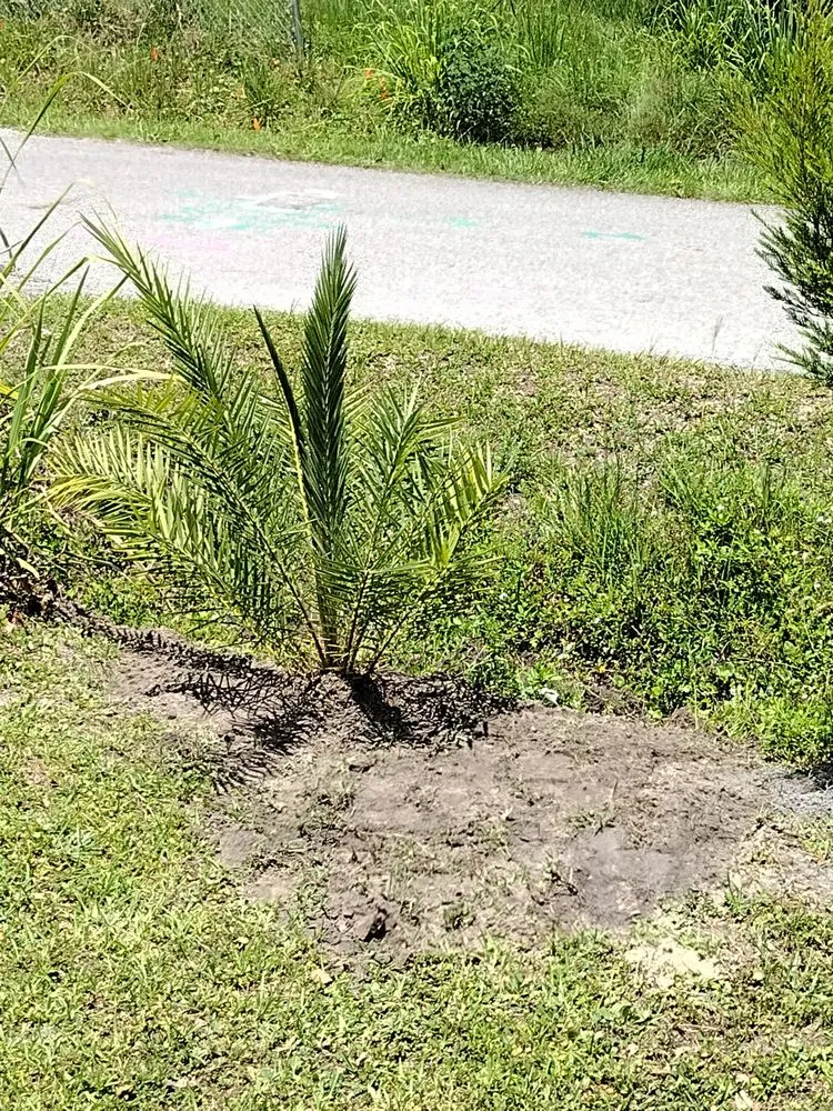 Local yard maintenance experts serving Tampa, FL - GROOVIE TREE AND LANDSCAPING SERVICES