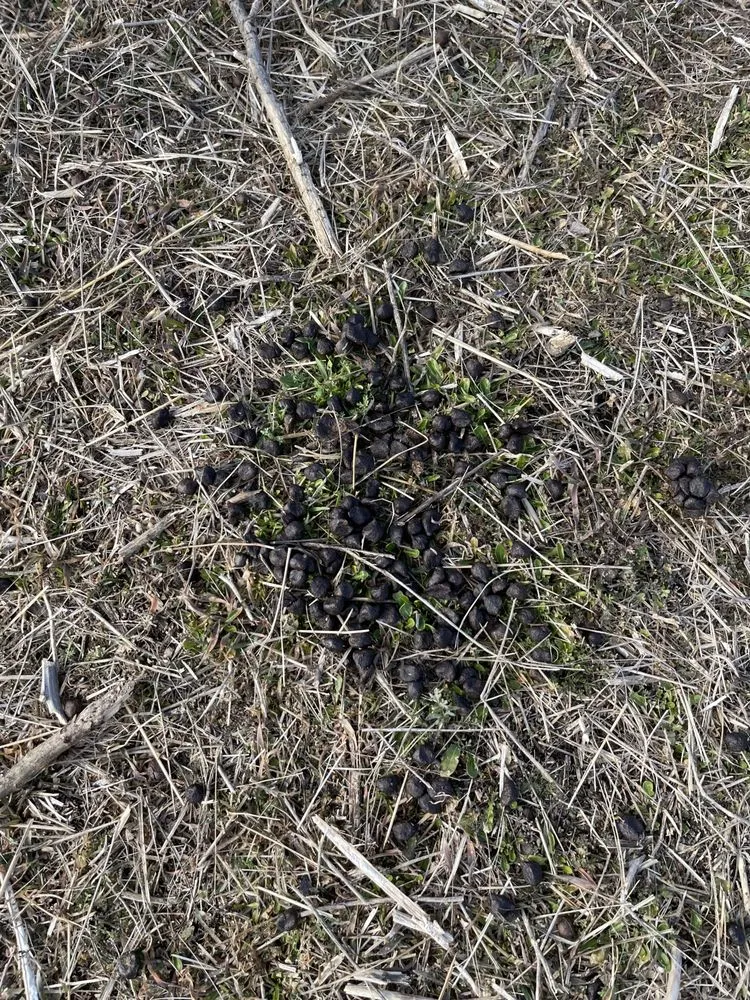 Custom lawn mowing service for residential properties across Laurel, MT - Groovy Grazers