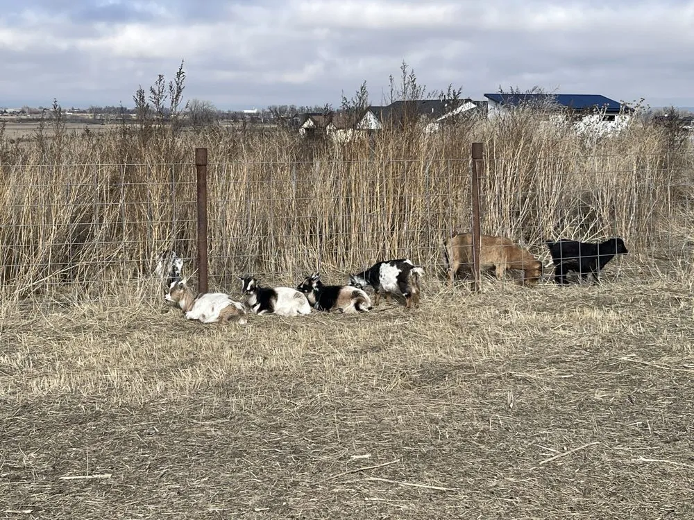 Trusted yard cleanup service for year-round maintenance in Laurel, MT by Groovy Grazers