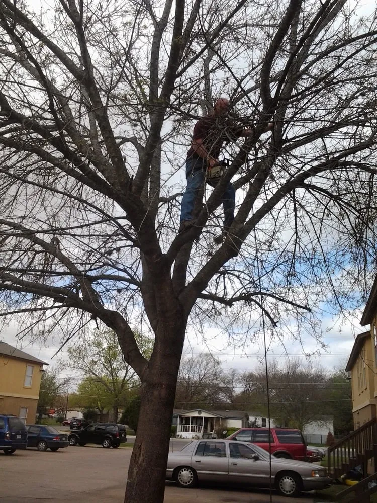 Trusted lawn care service in San Marcos, TX - Groovy Tree Service