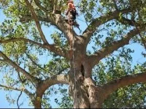 Expert landscape design in San Marcos, TX by Groovy Tree Service