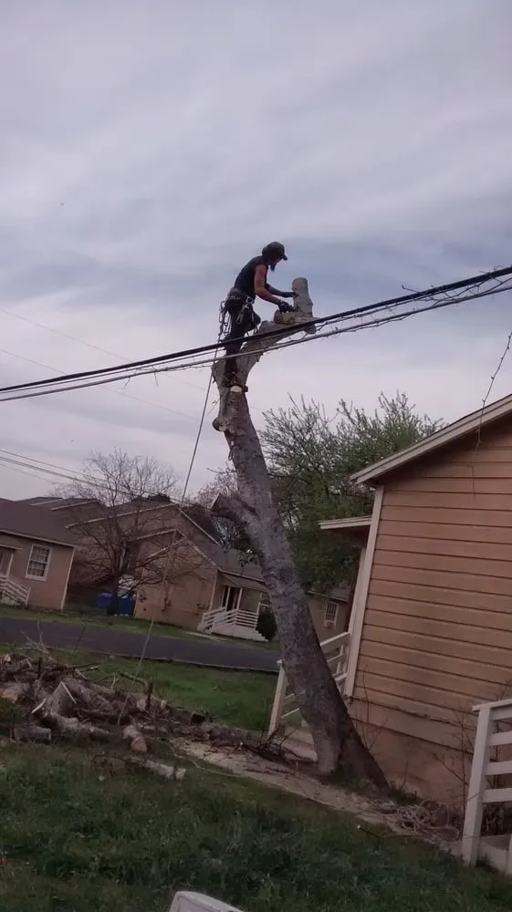 Professional outdoor landscaping in San Marcos, TX by Groovy Tree Service