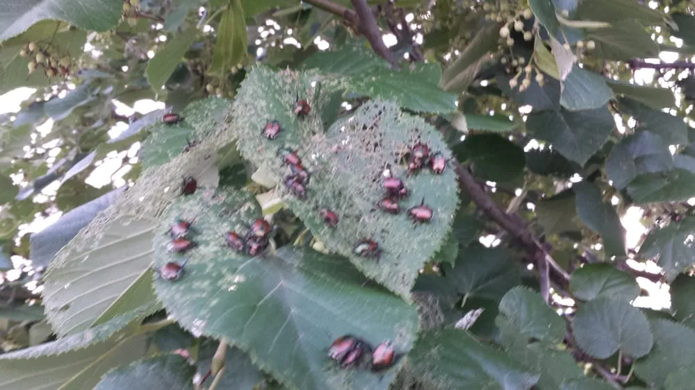 Reliable lawn care service for outdoor upgrades across Stewartstown, PA - Grossman's Lawn Service