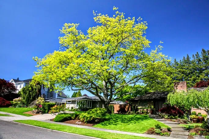 Local yard cleanup service in Kirkland, WA - Grotes Garden Design