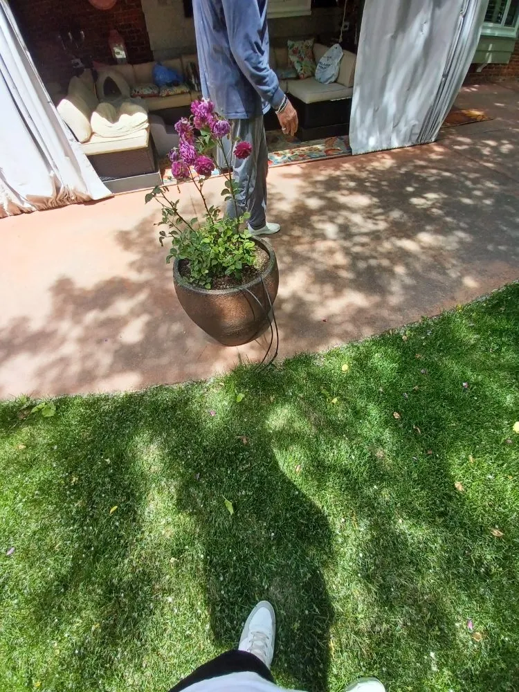 Affordable lawn care service in Littleton, CO - Ground Control Gardens