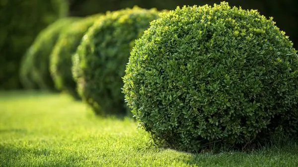 Ground Cover Landscaping Services Logo