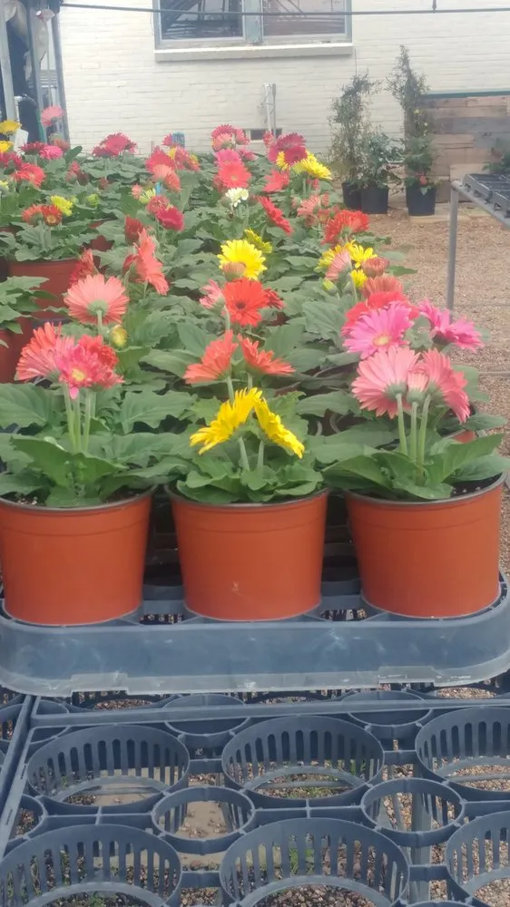 Expert lawn care service near you in Longview, TX by Ground Crew Landscape Management