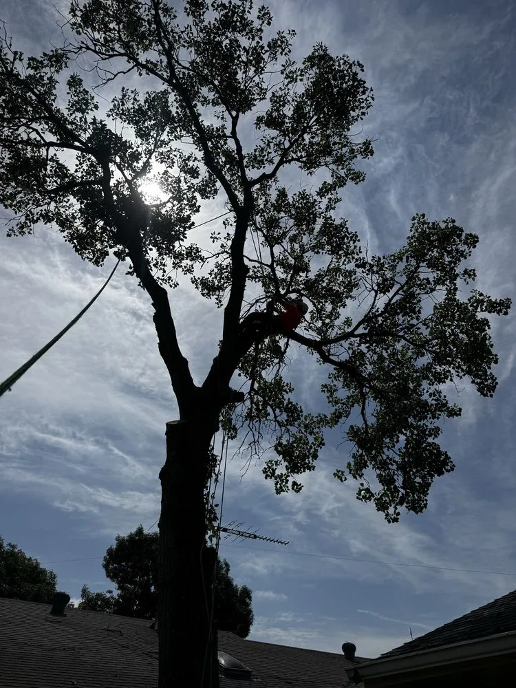 Expert landscaping services in Bullard, TX by Ground Down Stump Grinding and Tree Service