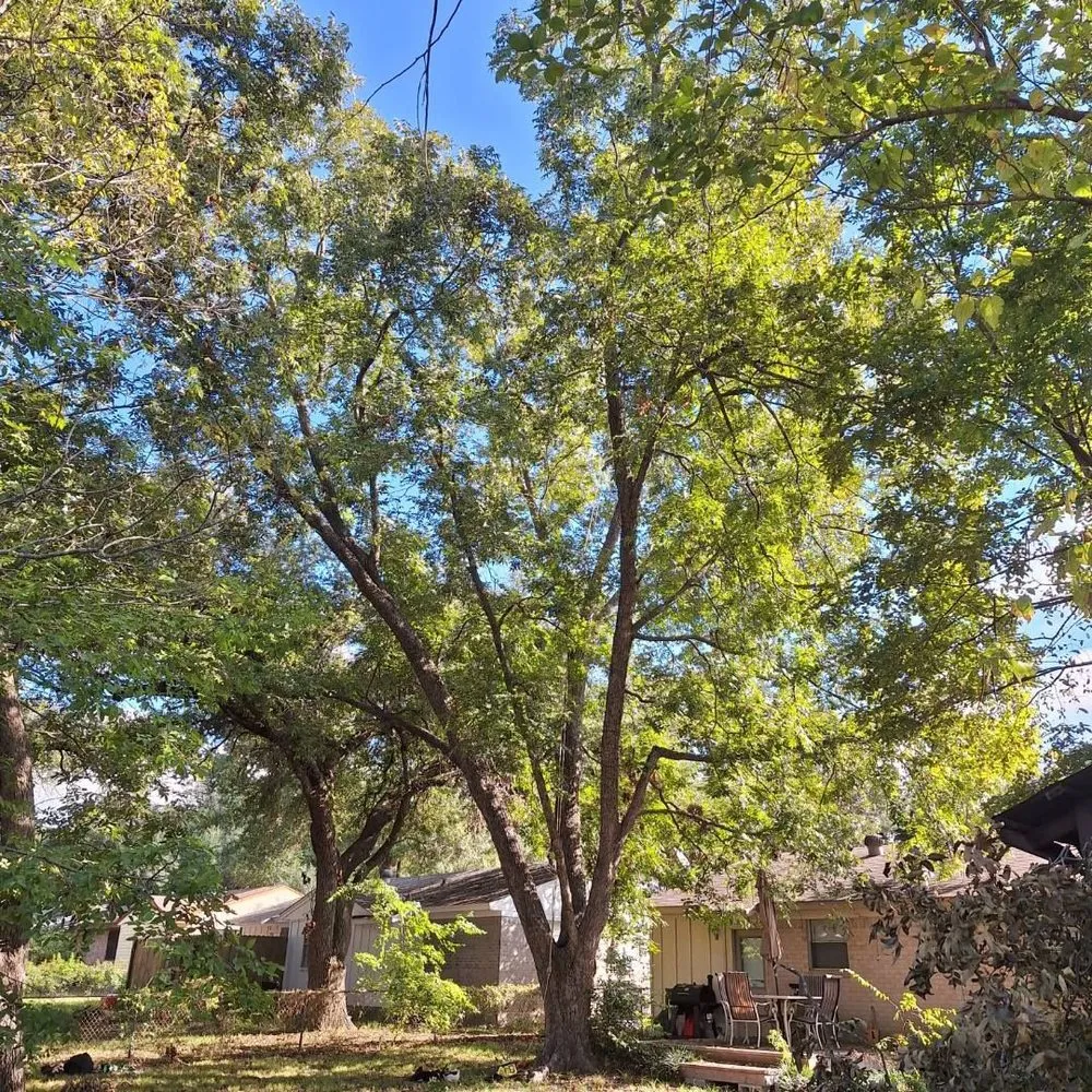 Local landscaping services for homes across Bullard, TX - Ground Down Stump Grinding and Tree Service