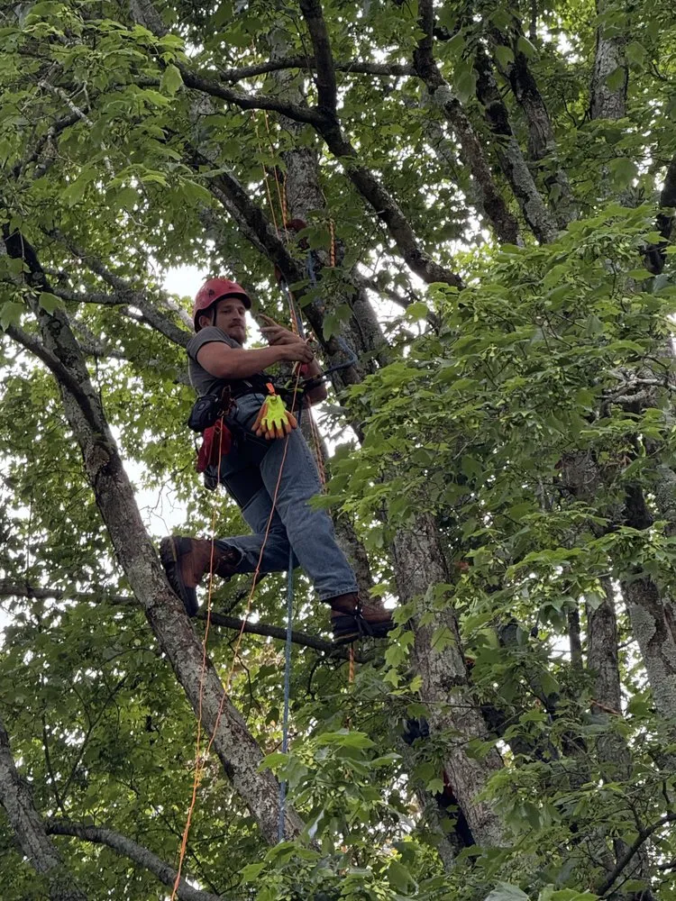 Reliable yard maintenance for outdoor upgrades in Bullard, TX by Ground Down Stump Grinding and Tree Service
