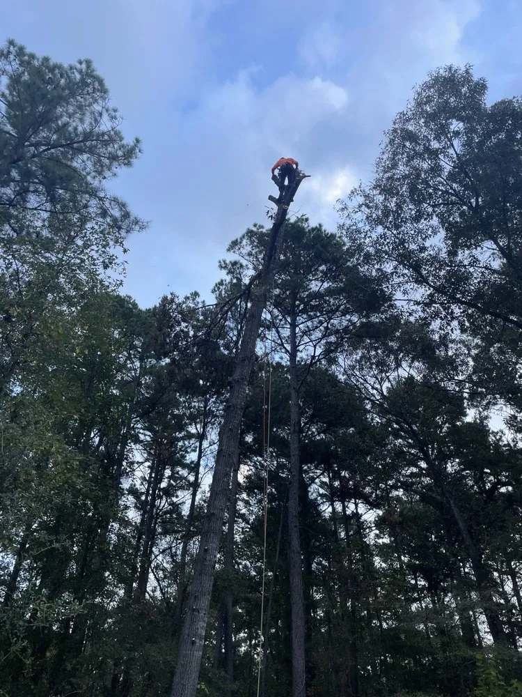 Local residential landscaping for year-round maintenance in Bullard, TX by Ground Down Stump Grinding and Tree Service