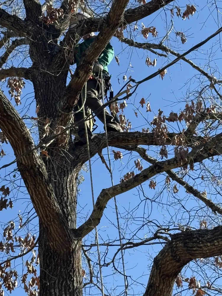 Professional yard maintenance for year-round maintenance across Bullard, TX - Ground Down Stump Grinding and Tree Service