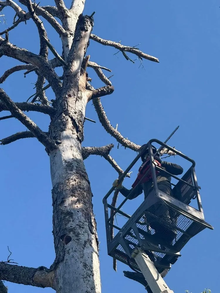 Reliable landscaping services with custom design in Bullard, TX by Ground Down Stump Grinding and Tree Service