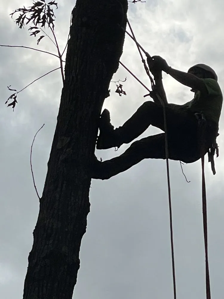Custom yard maintenance in Bullard, TX - Ground Down Stump Grinding and Tree Service