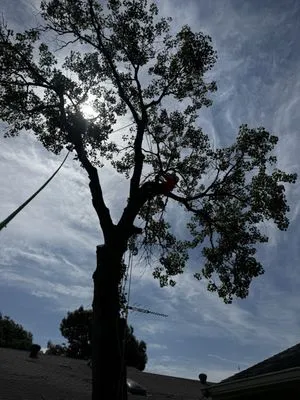 Ground Down Stump Grinding and Tree Service