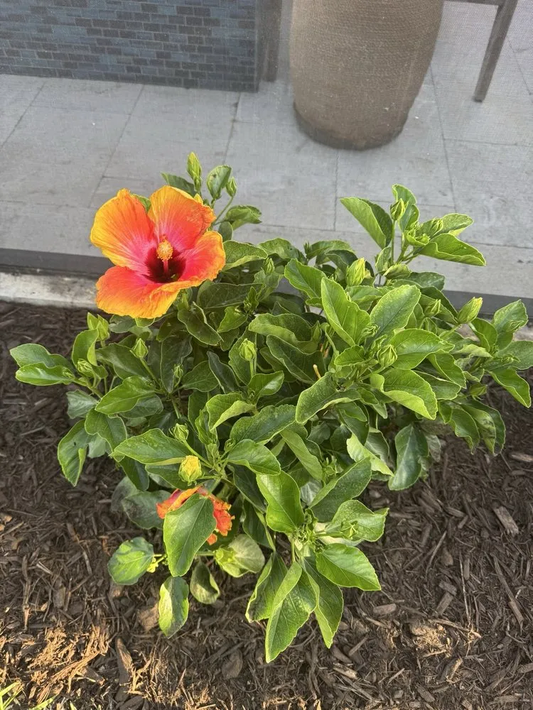 Local outdoor landscaping for residential properties in Fort Myers, FL by Ground Effects