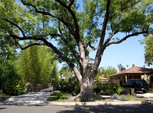 Trusted landscape design experts serving Pasadena, CA - Ground Effects Landscaping & Tree Service Inc.