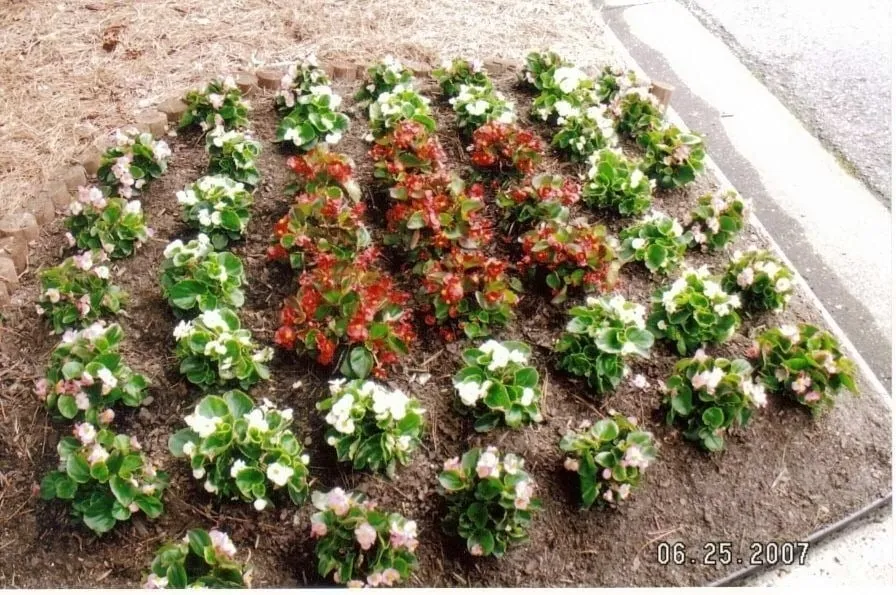 Custom outdoor landscaping with custom design in Virginia Beach, VA by Ground Effects Lawn Service