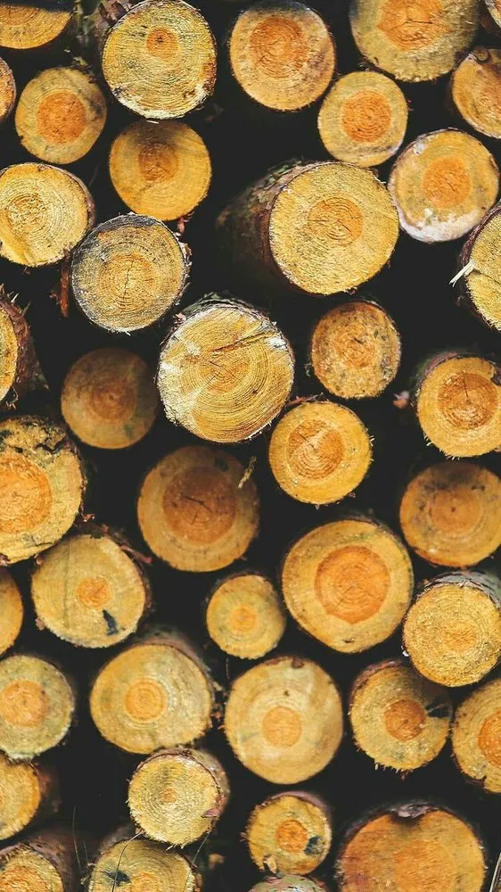 Expert yard cleanup service experts serving Lakeview, OH - Ground Pounders Landscape & Stump Removal