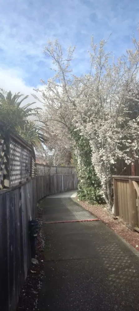 Affordable landscape design for beautiful yards across Richmond, CA - Ground Preserve Landscape