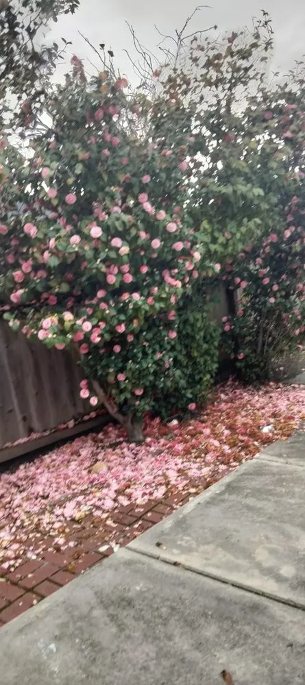 Expert outdoor landscaping in Richmond, CA - Ground Preserve Landscape