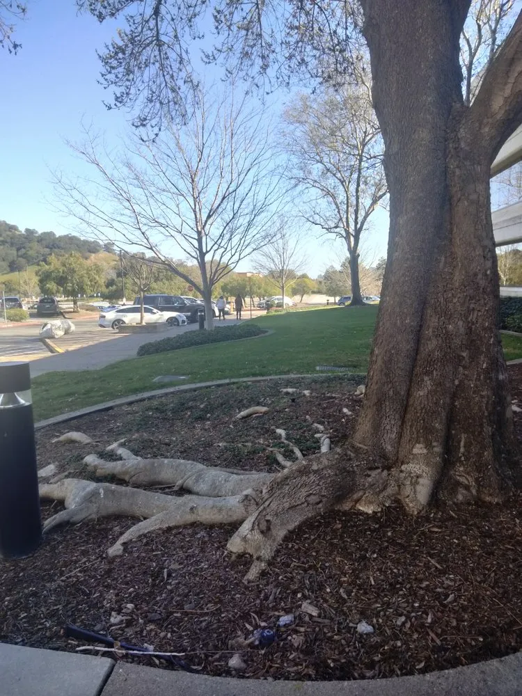 Trusted garden landscaping in Richmond, CA by Ground Preserve Landscape