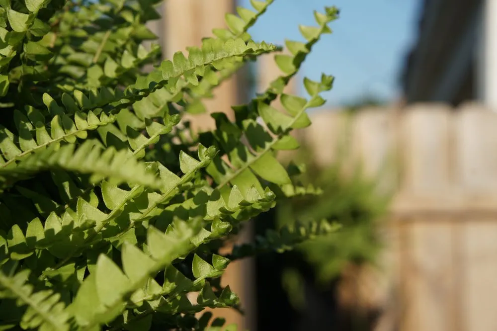 Professional outdoor landscaping in Inkster, MI by Ground Relief