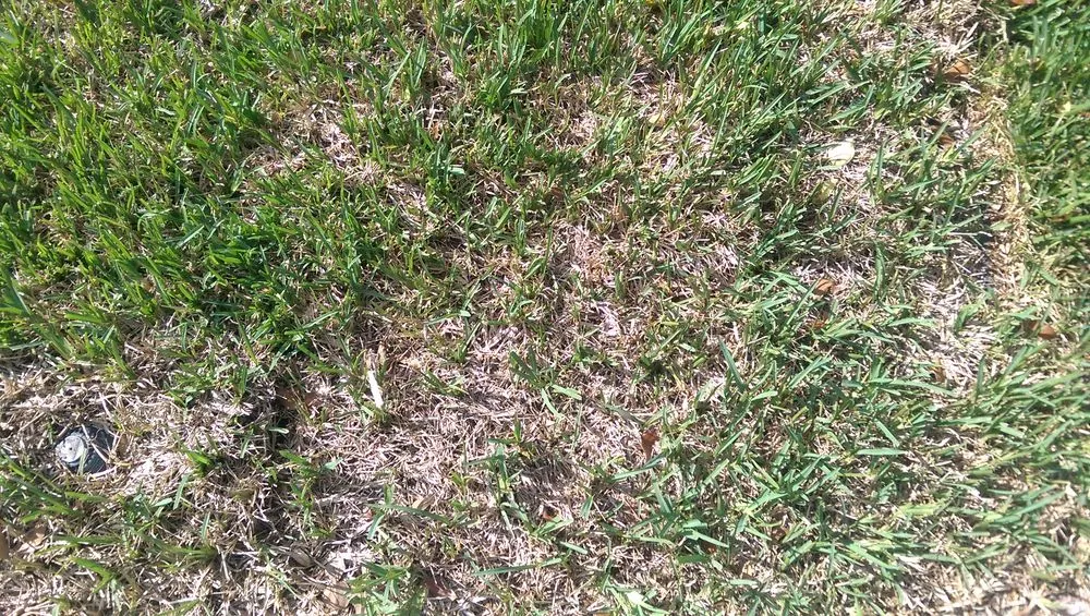 Top-rated residential landscaping near you across Orlando, FL - Ground Source