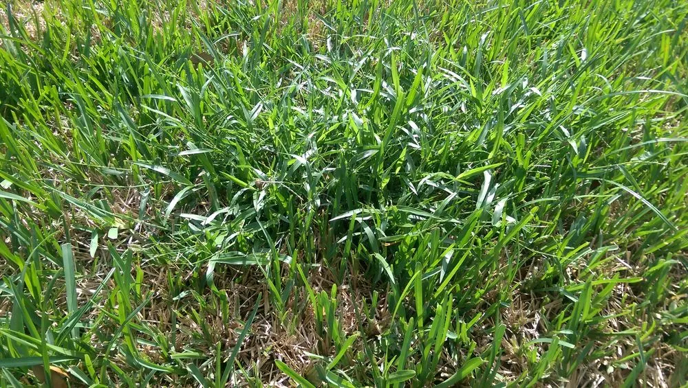 Local landscape design experts serving Orlando, FL - Ground Source