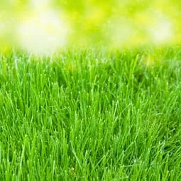 Expert landscape installation experts serving Orlando, FL - Ground Source