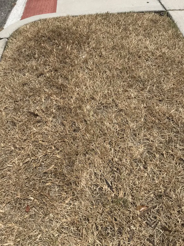 Local landscaping services for residential properties in Orlando, FL by Ground Source