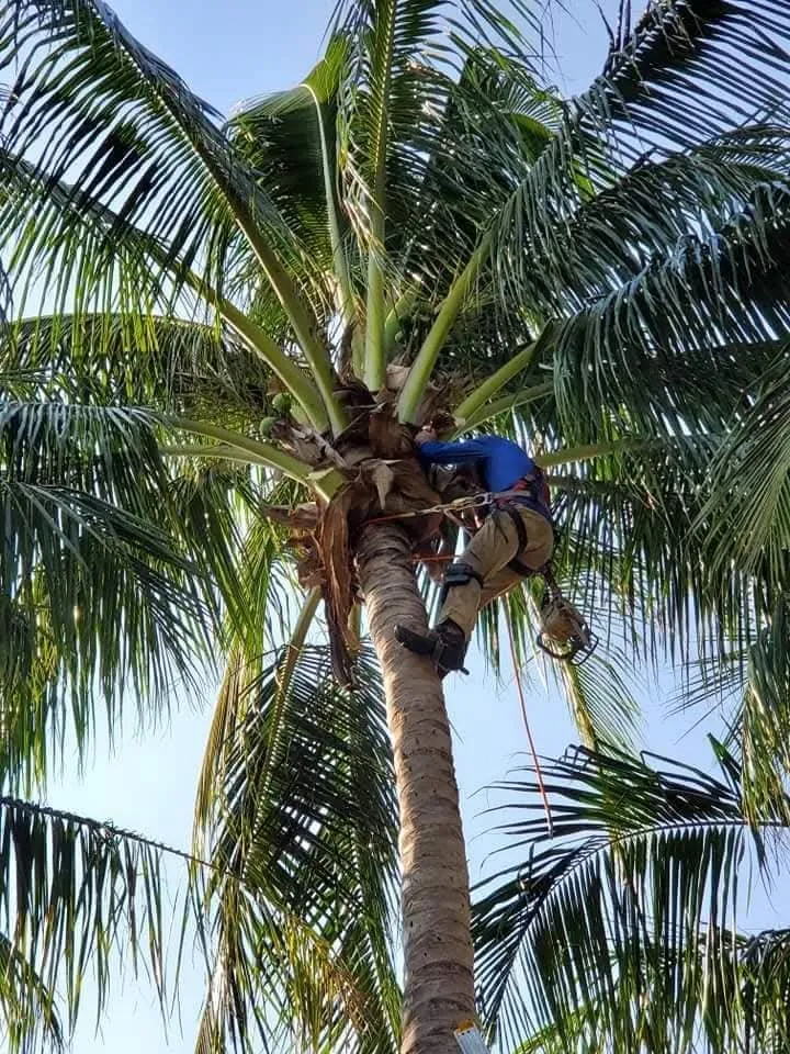 Professional yard cleanup service in Stuart, FL by Ground Source