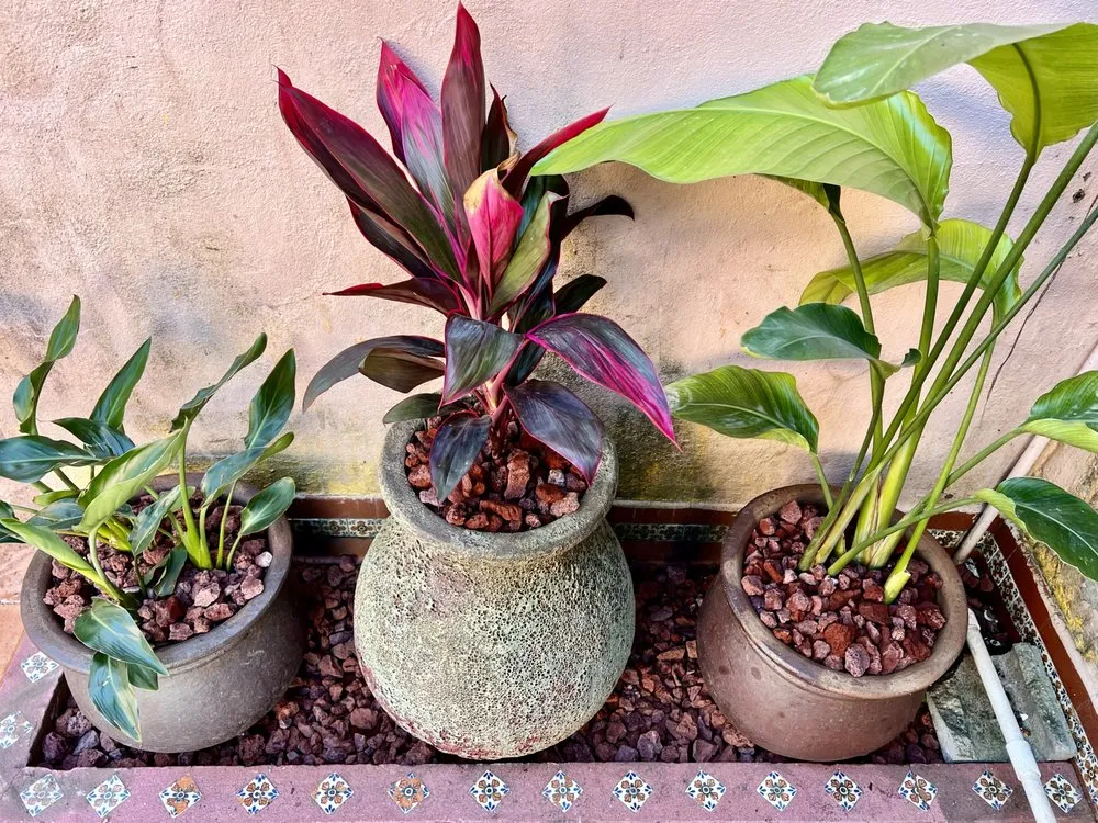 Affordable residential landscaping near you in Metairie, LA by Ground-Up Landscaping Services