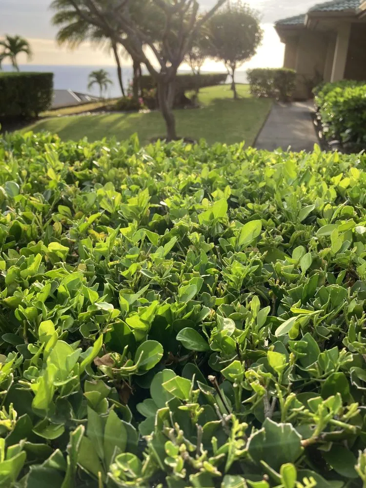 Professional landscaping services for year-round maintenance in Kailua-Kona, HI by Ground Up Lawn Care