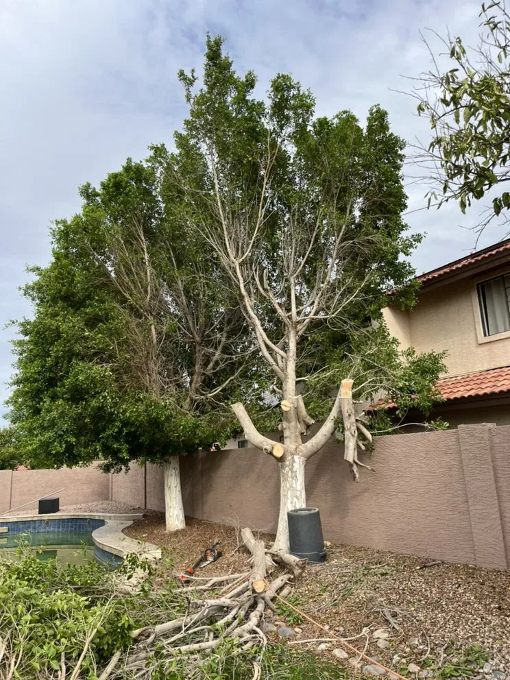 Reliable lawn care service in Scottsdale, AZ - Ground Worx