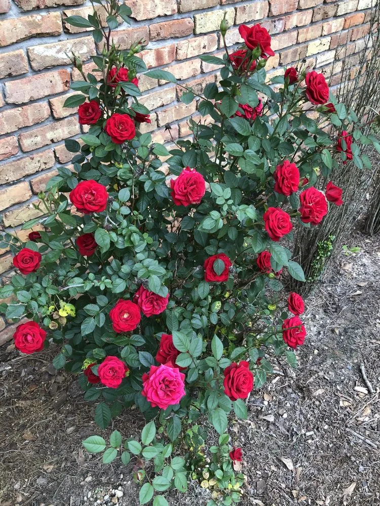 Expert lawn care service in Bend, OR - GroundGlow