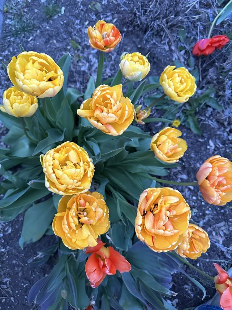 Professional garden landscaping experts serving Bend, OR - GroundGlow