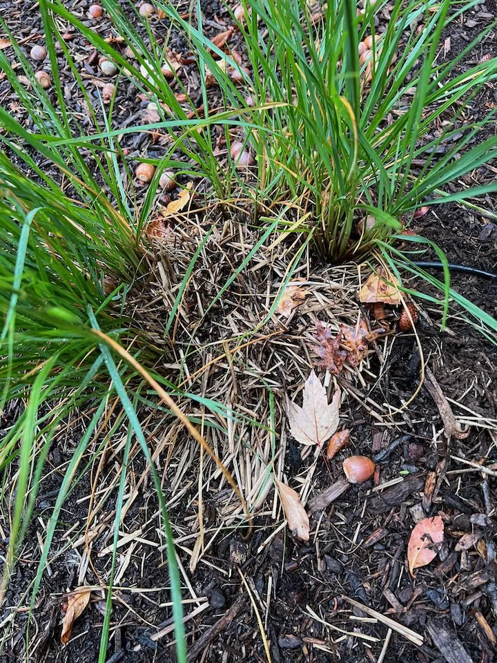 Expert landscaping services for year-round maintenance in Derry, NH by Groundhog Landscaping