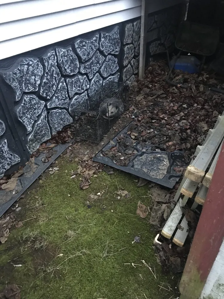 Local lawn care service with custom design in Bristol, VA by Groundhogs Wildlife control