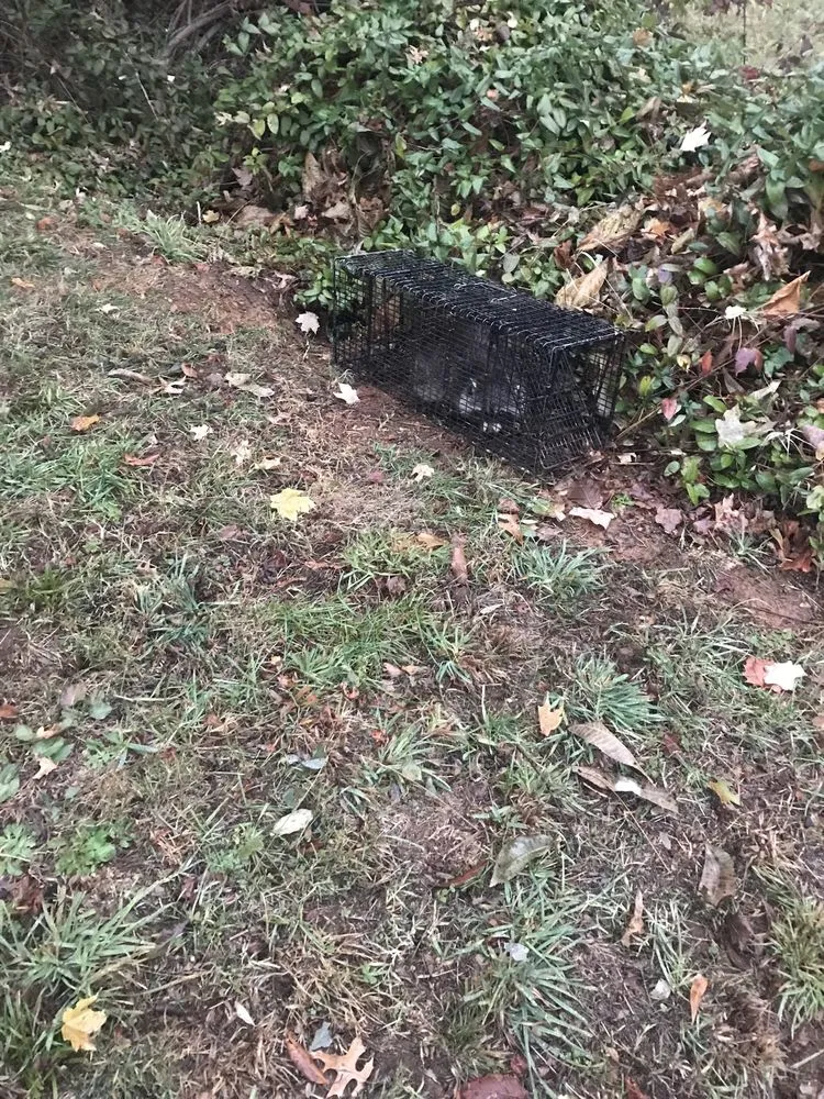 Top-rated outdoor landscaping experts serving Bristol, VA - Groundhogs Wildlife control