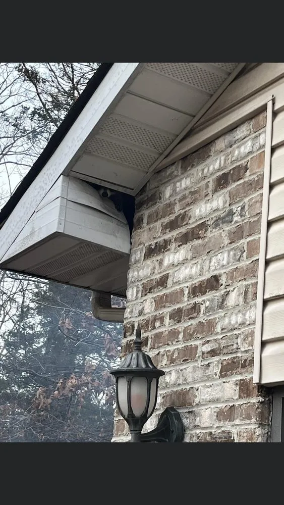 Affordable lawn care service in Bristol, VA - Groundhogs Wildlife control