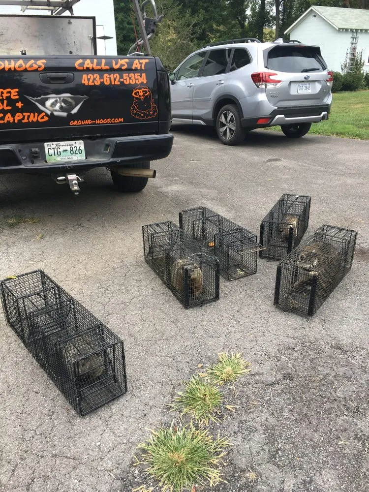 Reliable garden landscaping experts serving Bristol, VA - Groundhogs Wildlife control