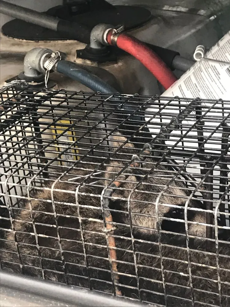 Trusted outdoor landscaping in Bristol, VA - Groundhogs Wildlife control