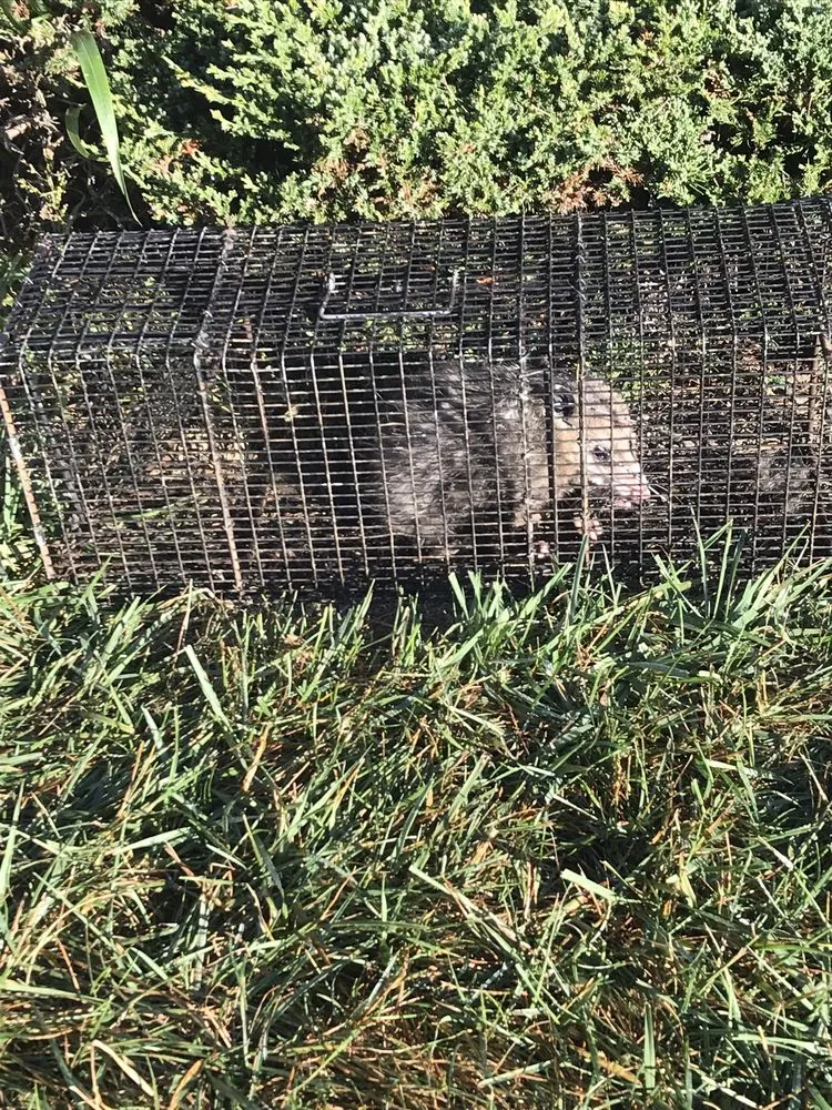 Expert yard cleanup service for residential properties in Bristol, VA by Groundhogs Wildlife control