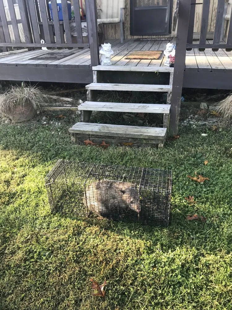 Professional lawn mowing service in Bristol, VA - Groundhogs Wildlife control