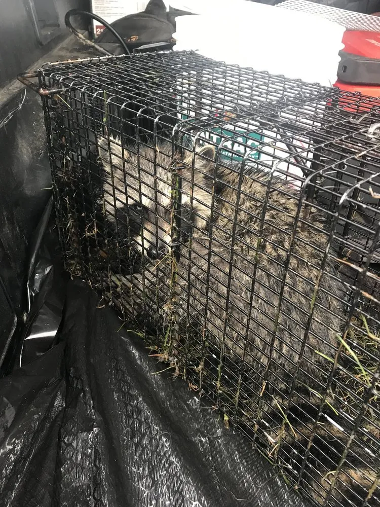 Affordable landscaping services in Bristol, VA - Groundhogs Wildlife control